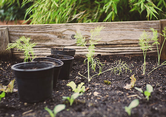 AT-recycling-kaffeesatz-garten